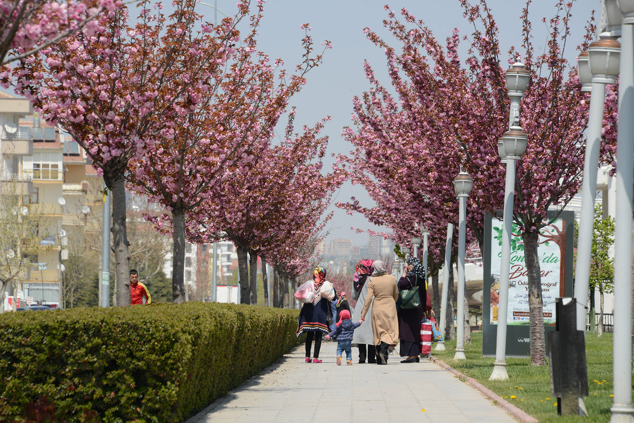 Sakuralar Şehre Renk Katıyor