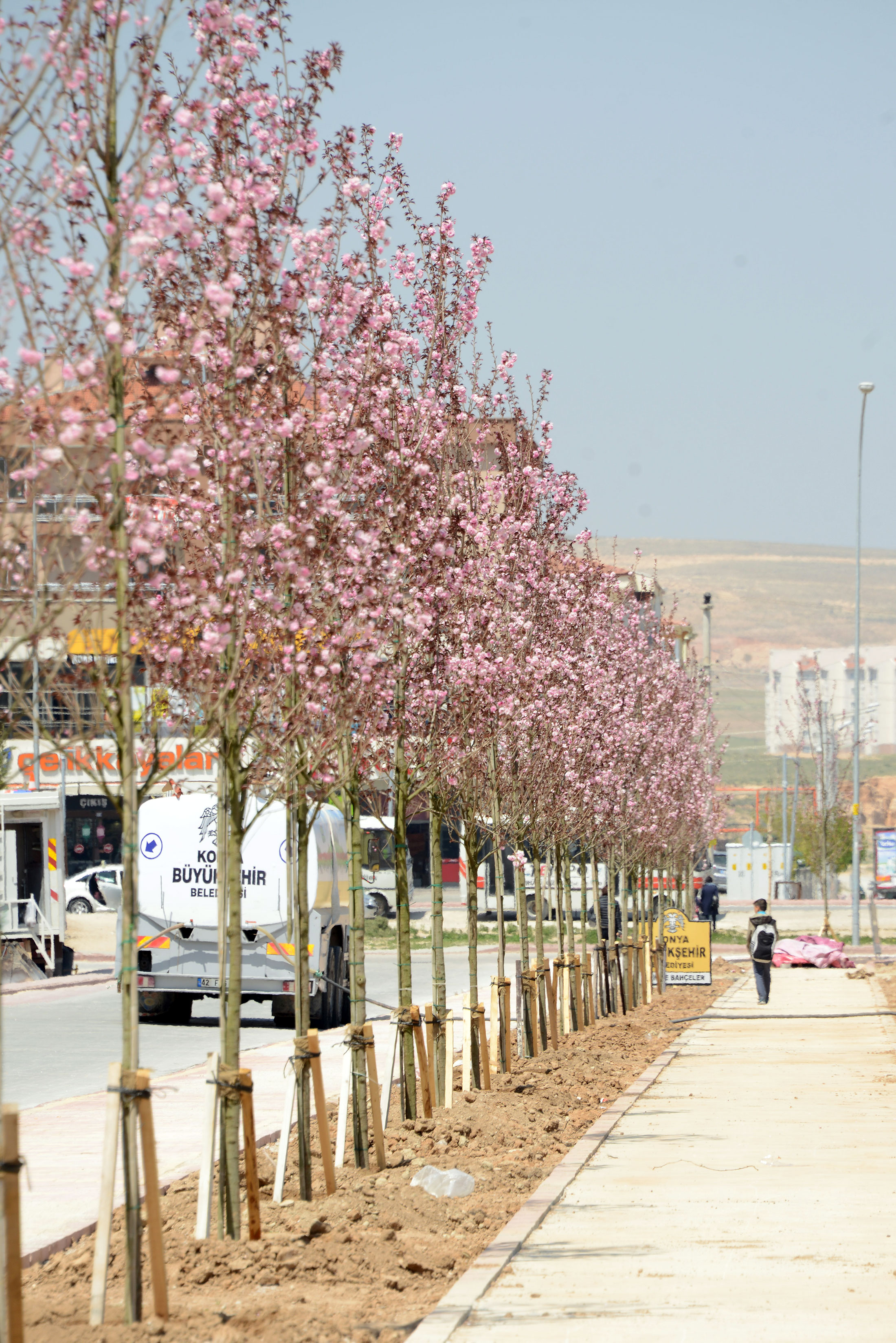 Sakuralar Şehre Renk Katıyor