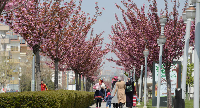 Sakuralar Şehre Renk Katıyor