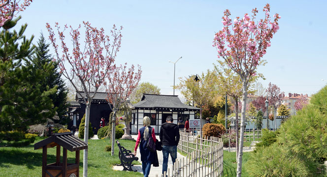 Sakuralar Şehre Renk Katıyor