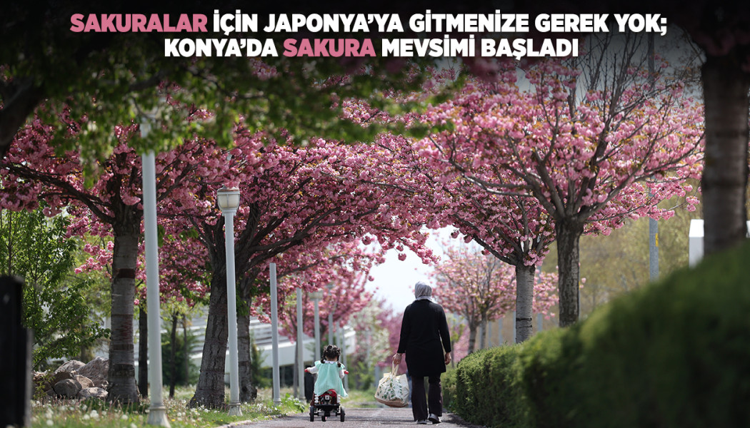 SAKURALAR İÇİN JAPONYA’YA GİTMENİZE GEREK YOK; KONYA’DA SAKURA MEVSİMİ BAŞLADI