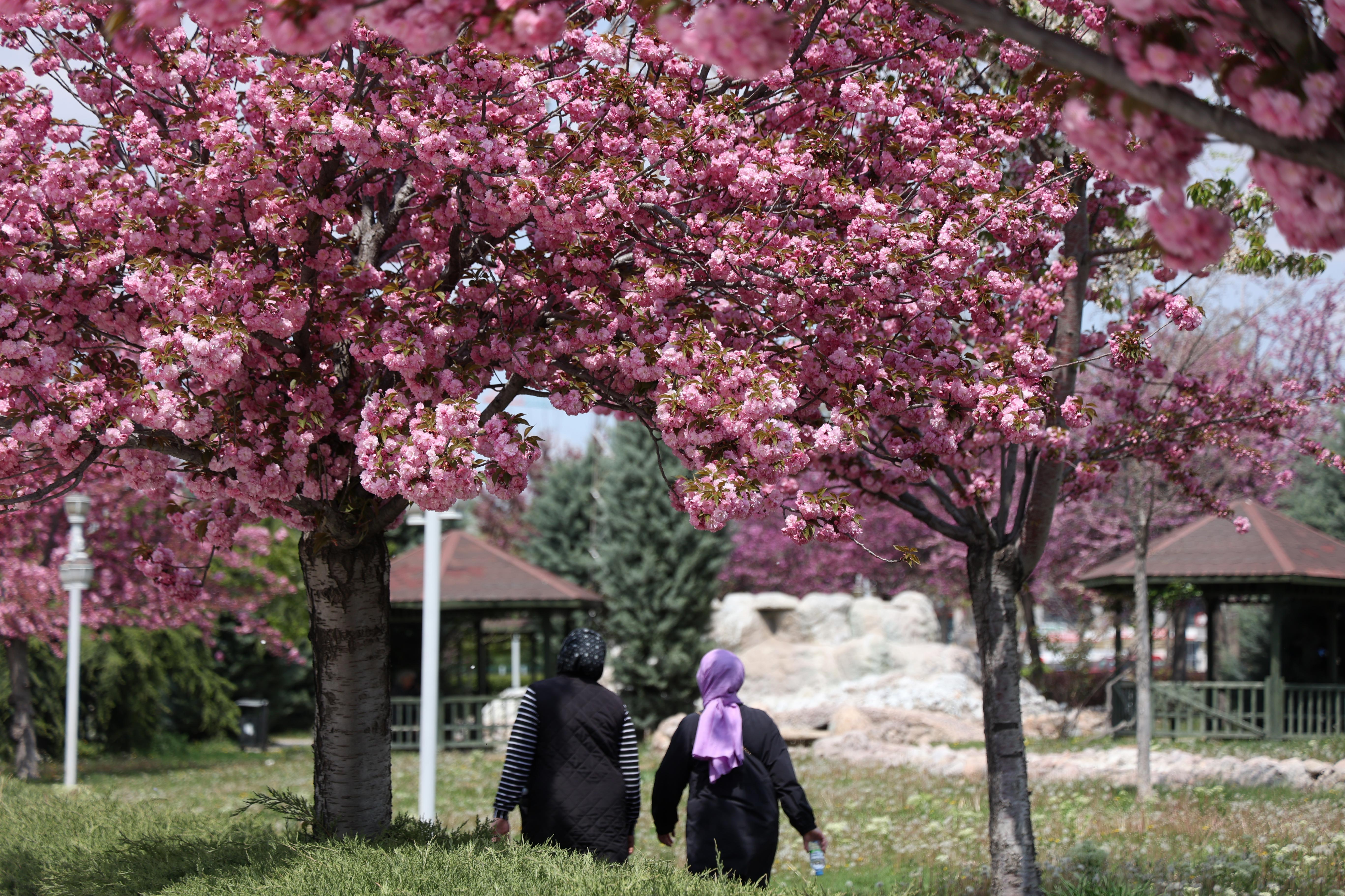 SAKURALAR İÇİN JAPONYA’YA GİTMENİZE GEREK YOK; KONYA’DA SAKURA MEVSİMİ BAŞLADI
