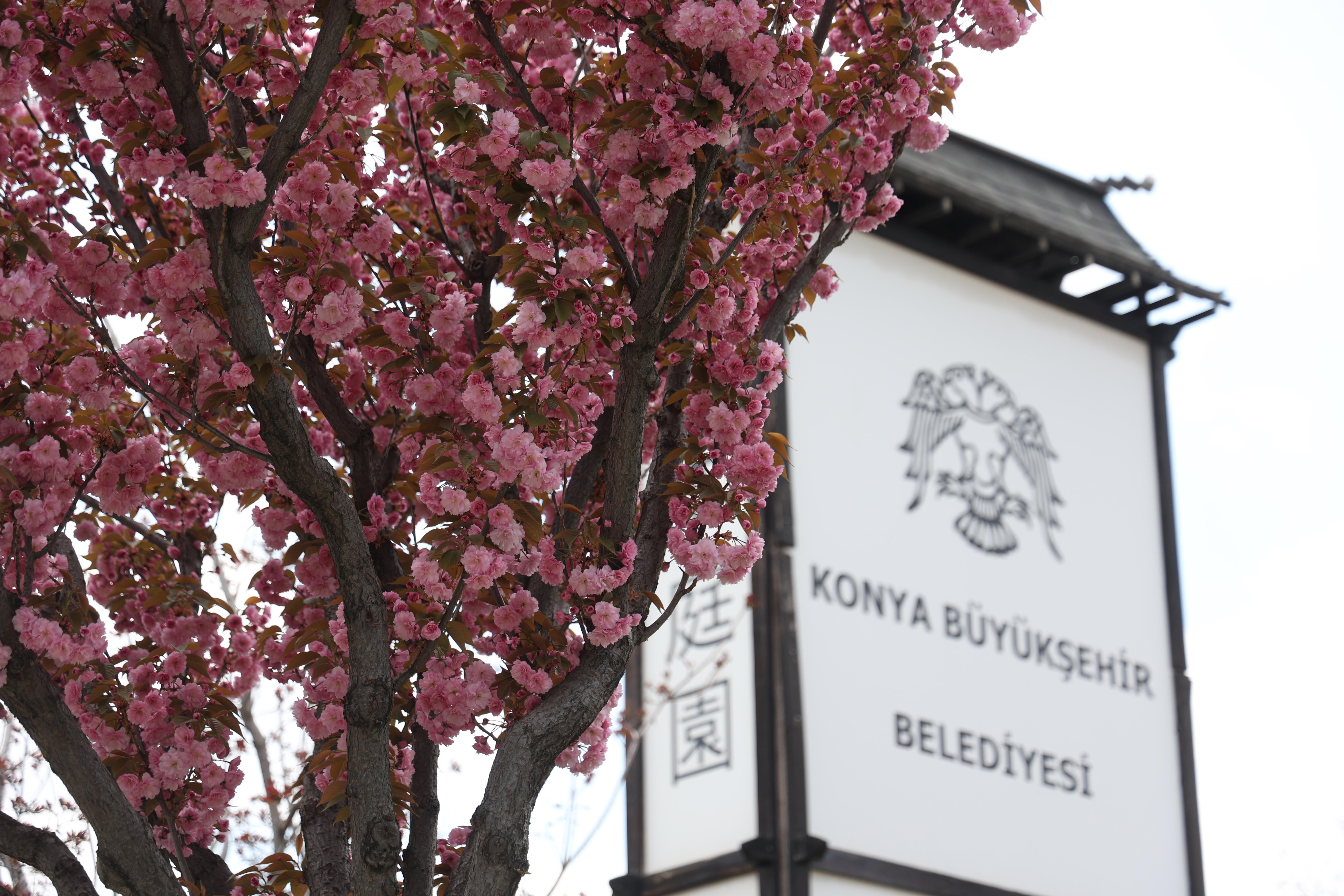 SAKURALAR İÇİN JAPONYA’YA GİTMENİZE GEREK YOK; KONYA’DA SAKURA MEVSİMİ BAŞLADI