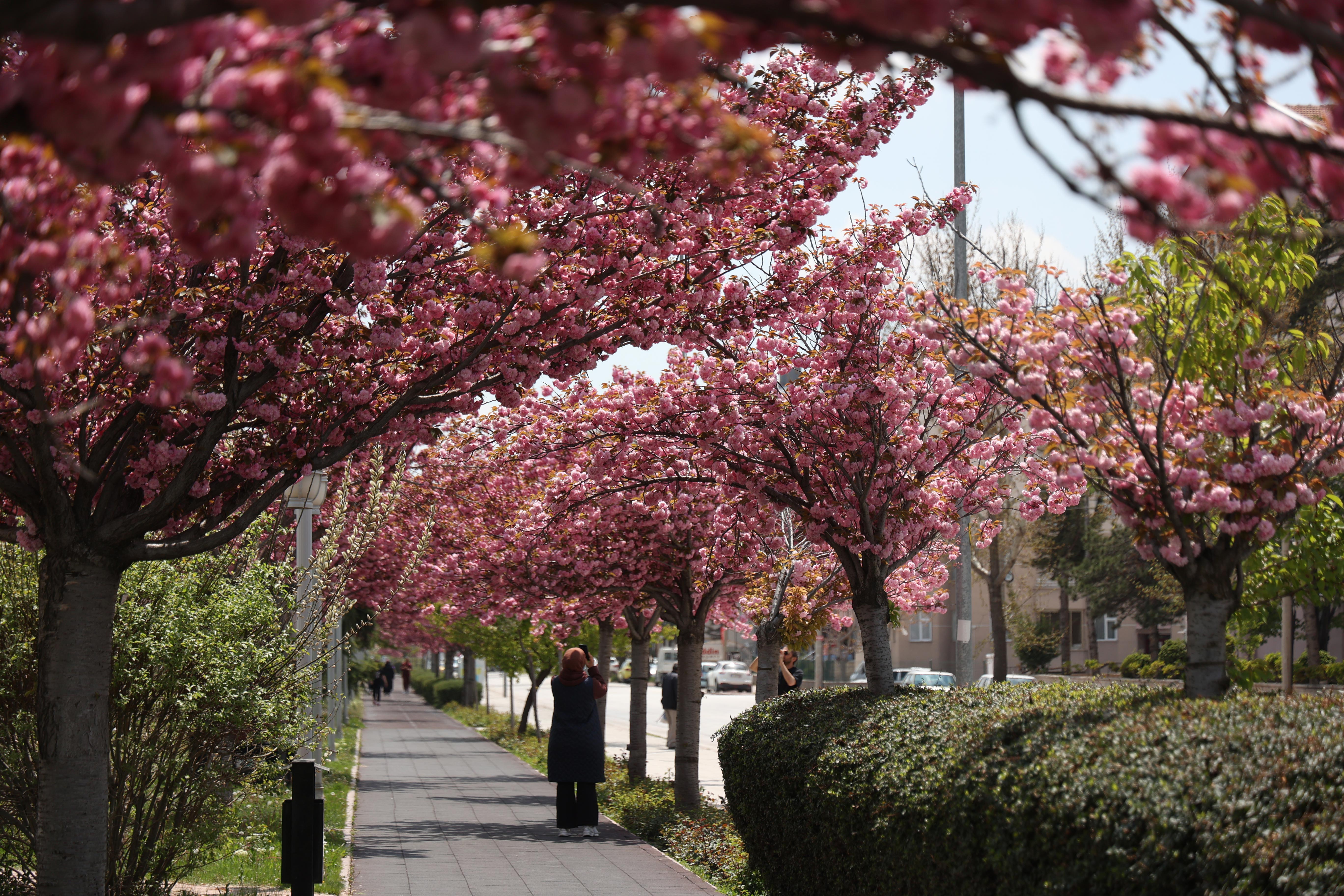 SAKURALAR İÇİN JAPONYA’YA GİTMENİZE GEREK YOK; KONYA’DA SAKURA MEVSİMİ BAŞLADI