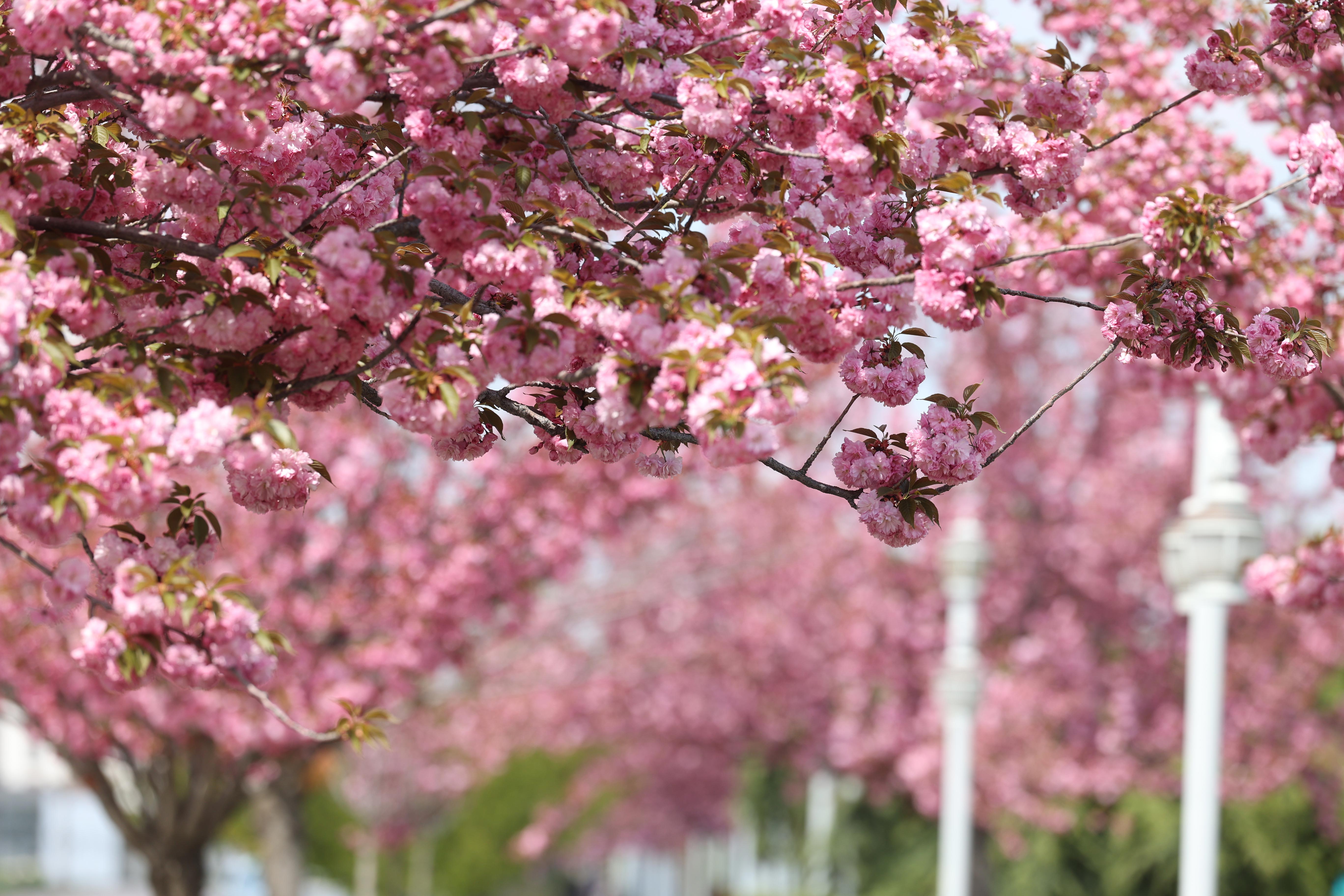 SAKURALAR İÇİN JAPONYA’YA GİTMENİZE GEREK YOK; KONYA’DA SAKURA MEVSİMİ BAŞLADI
