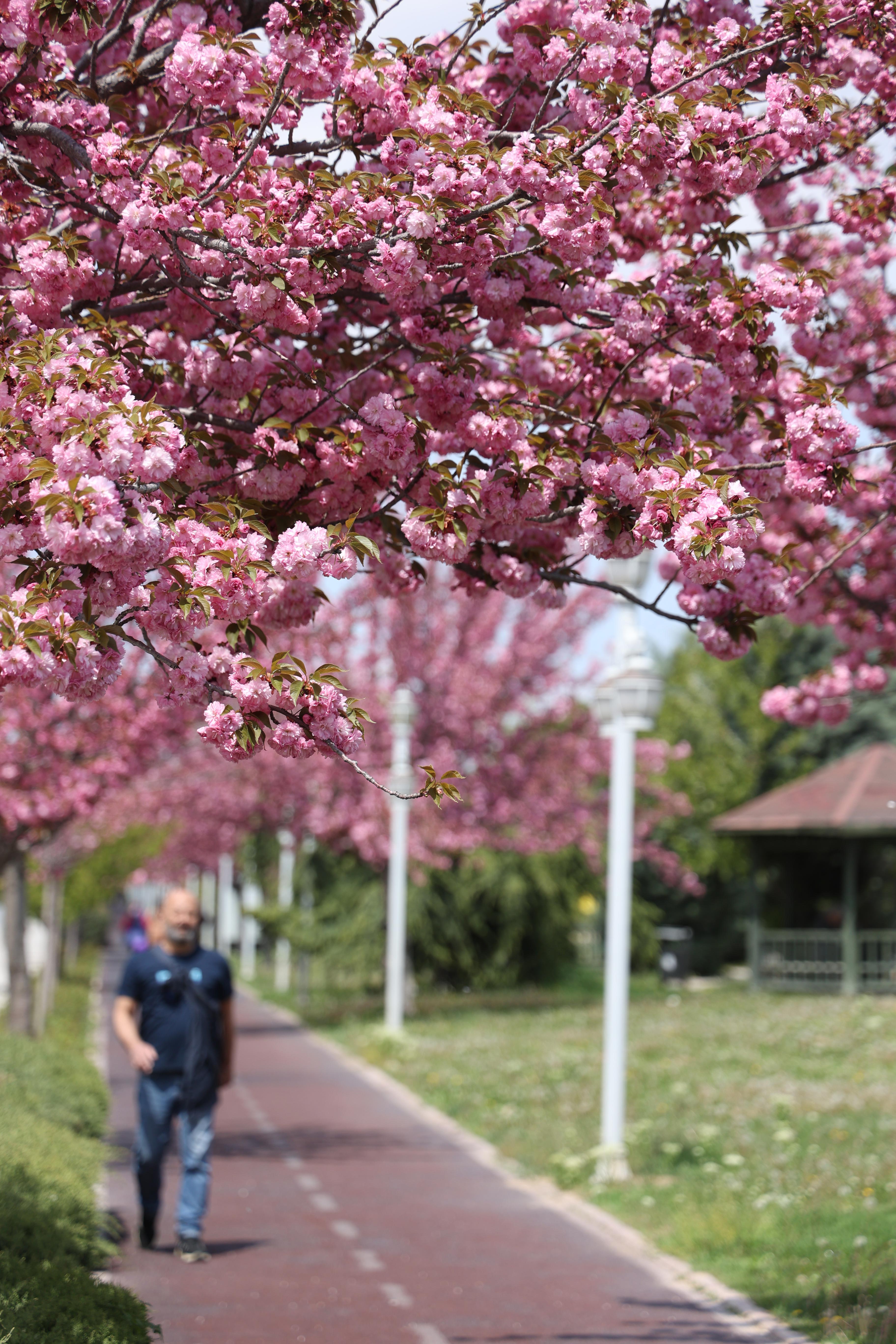 SAKURALAR İÇİN JAPONYA’YA GİTMENİZE GEREK YOK; KONYA’DA SAKURA MEVSİMİ BAŞLADI