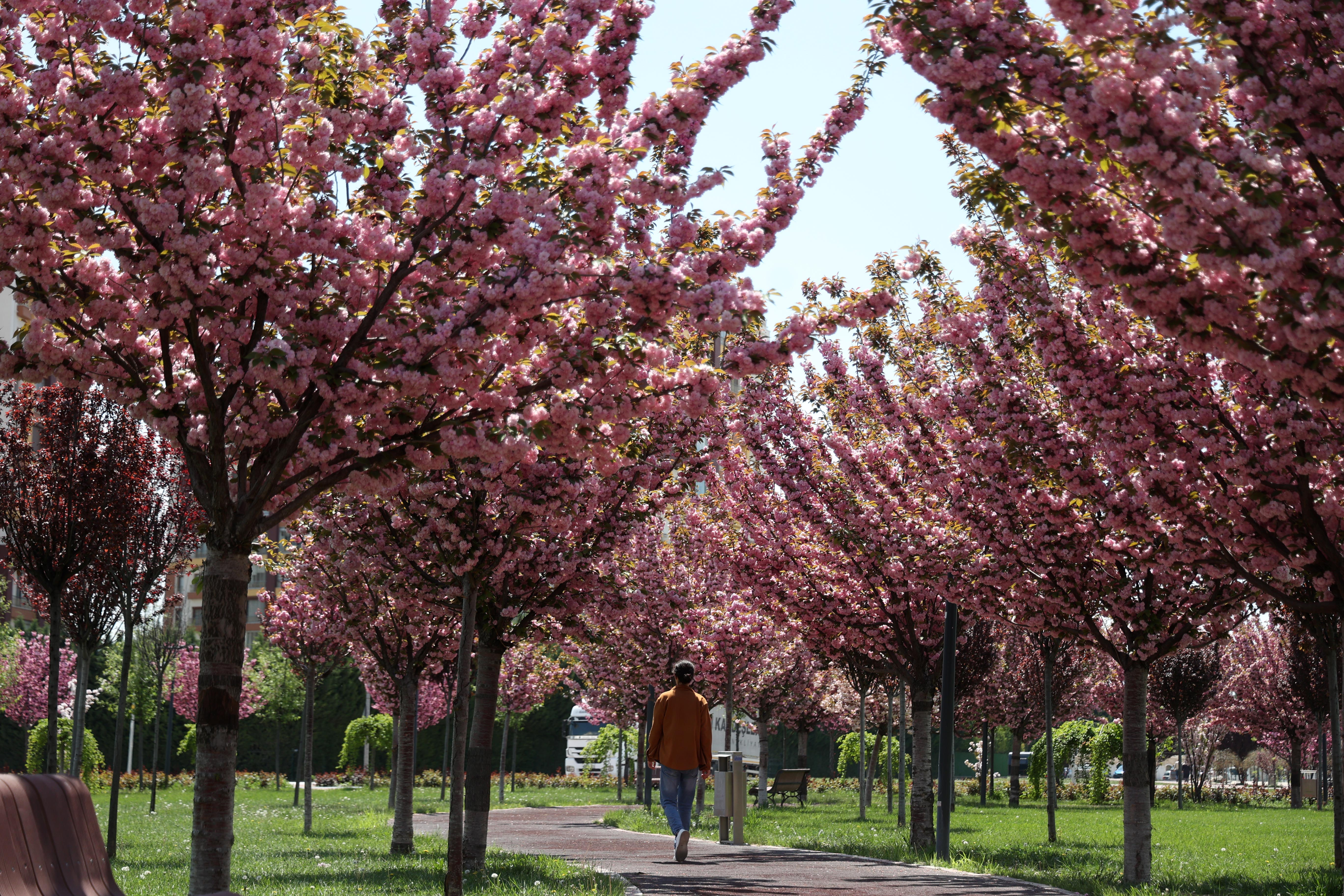 SAKURALAR İÇİN JAPONYA’YA GİTMENİZE GEREK YOK; KONYA’DA SAKURA MEVSİMİ BAŞLADI