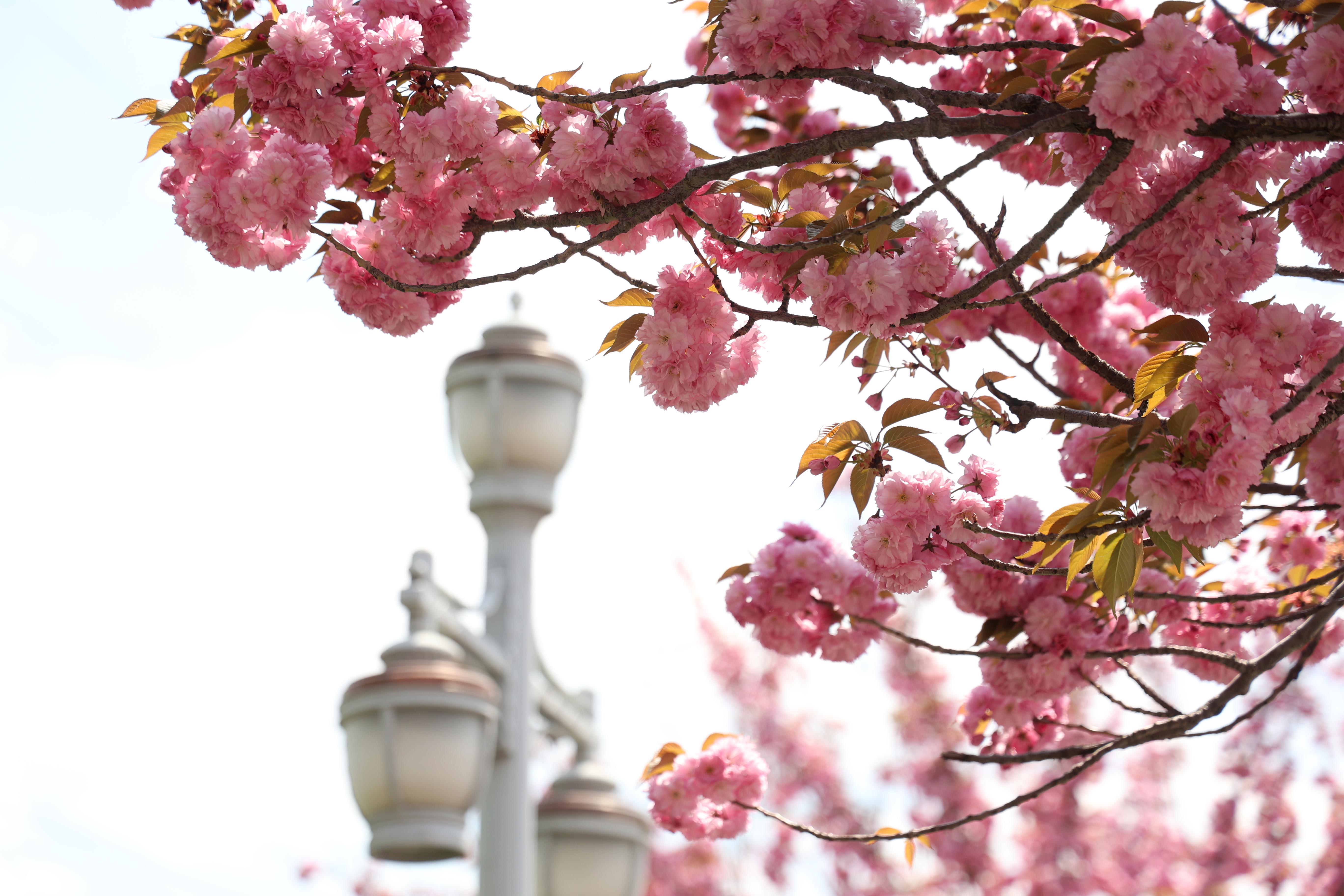 SAKURALAR İÇİN JAPONYA’YA GİTMENİZE GEREK YOK; KONYA’DA SAKURA MEVSİMİ BAŞLADI