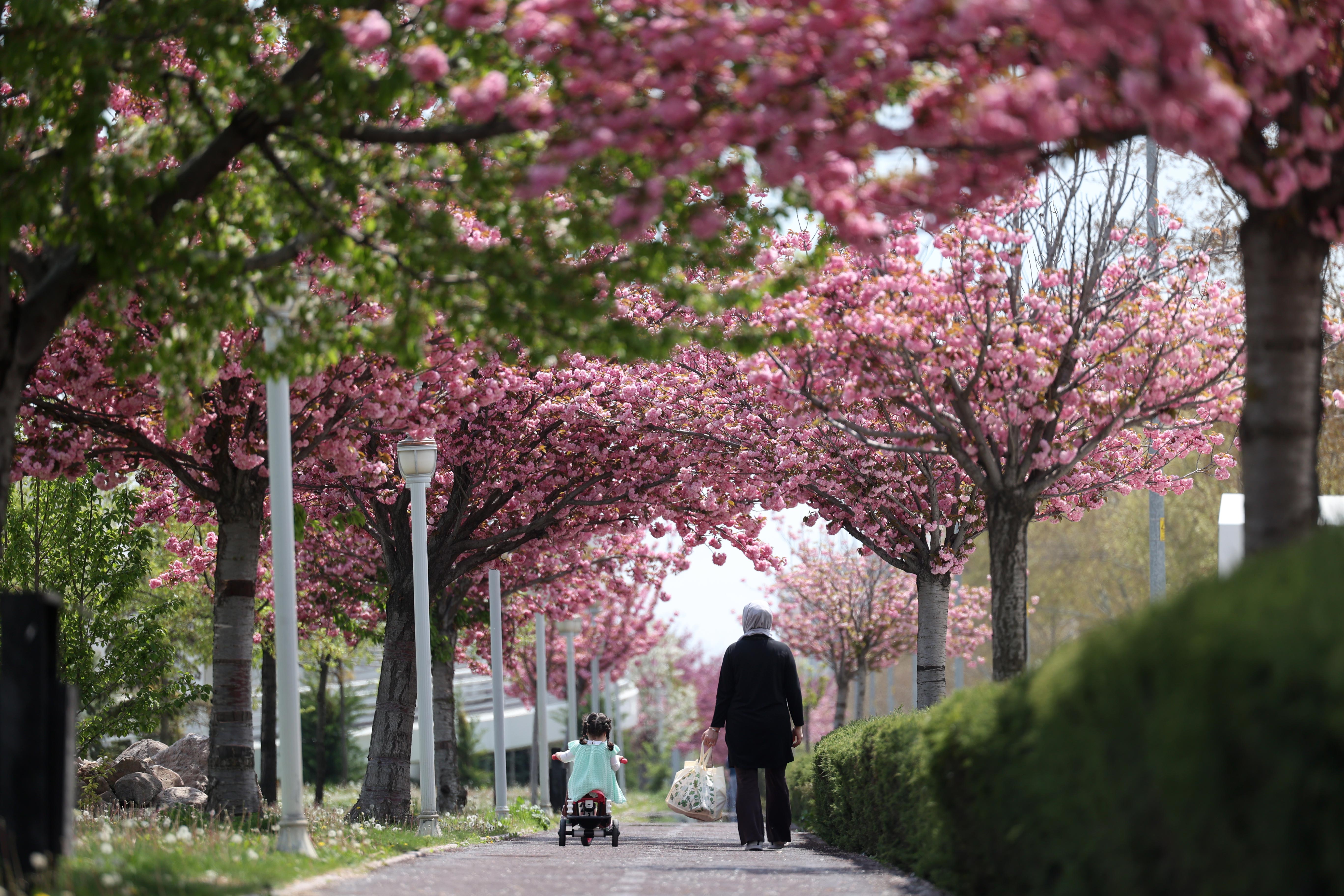 SAKURALAR İÇİN JAPONYA’YA GİTMENİZE GEREK YOK; KONYA’DA SAKURA MEVSİMİ BAŞLADI