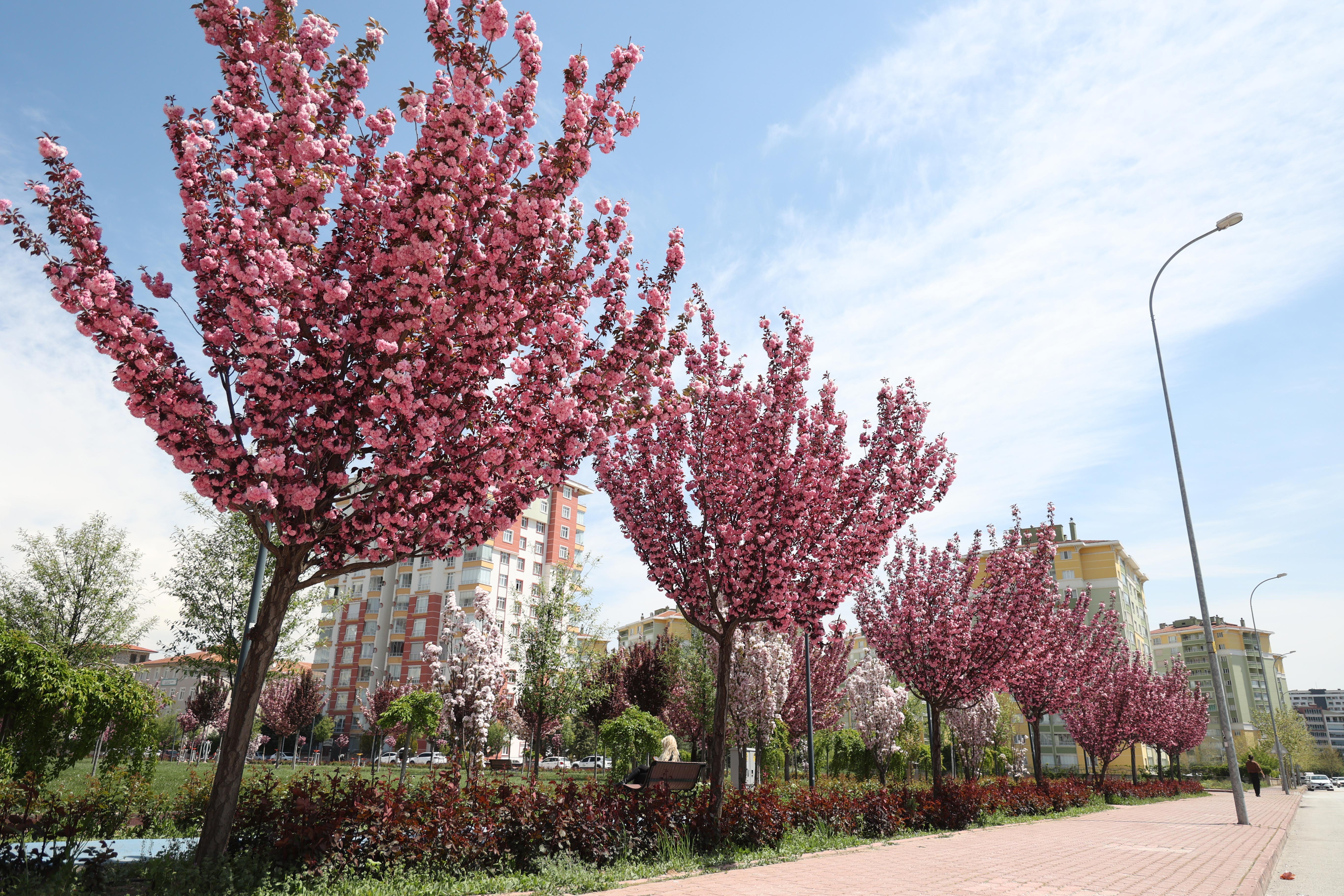 SAKURALAR İÇİN JAPONYA’YA GİTMENİZE GEREK YOK; KONYA’DA SAKURA MEVSİMİ BAŞLADI