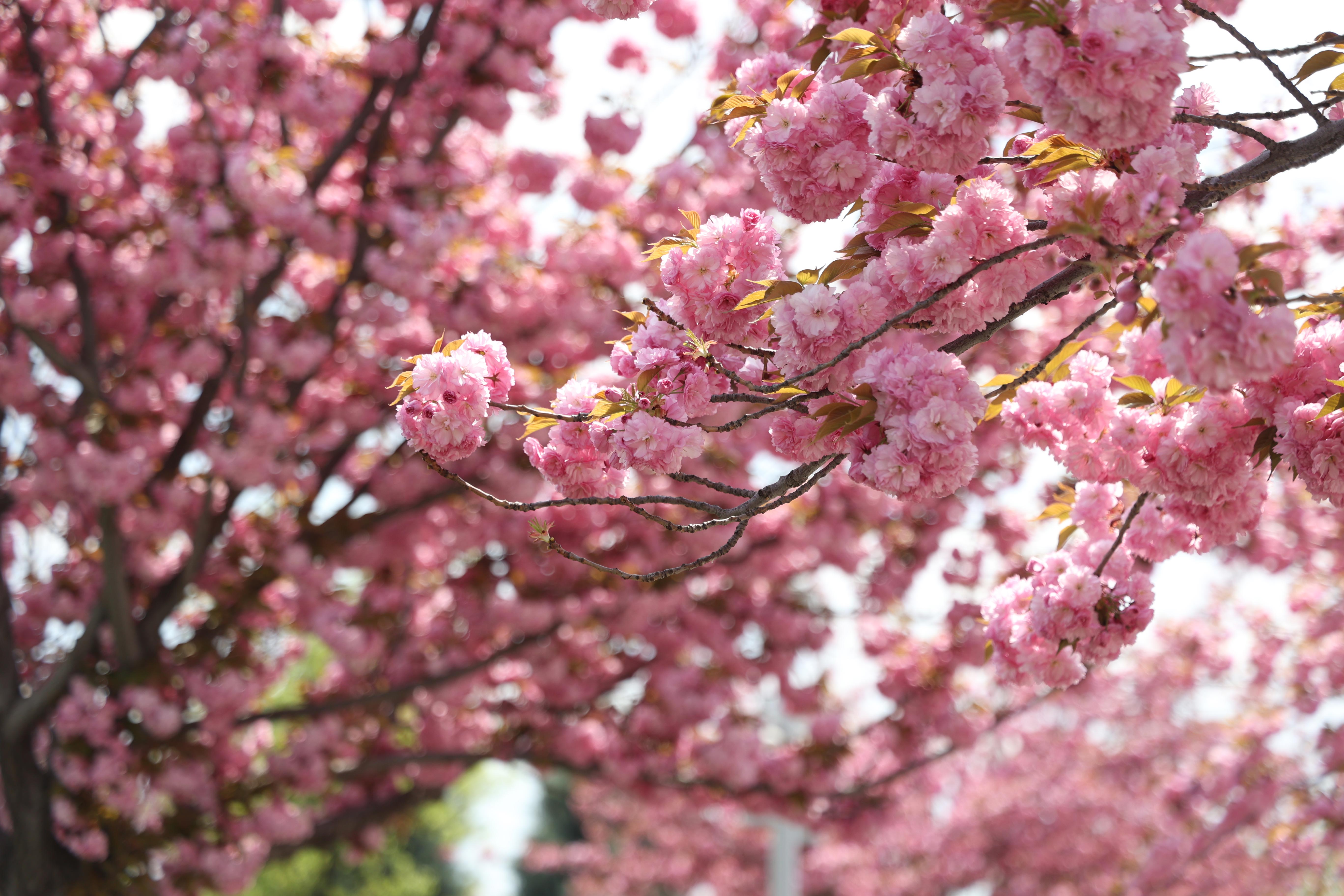 SAKURALAR İÇİN JAPONYA’YA GİTMENİZE GEREK YOK; KONYA’DA SAKURA MEVSİMİ BAŞLADI