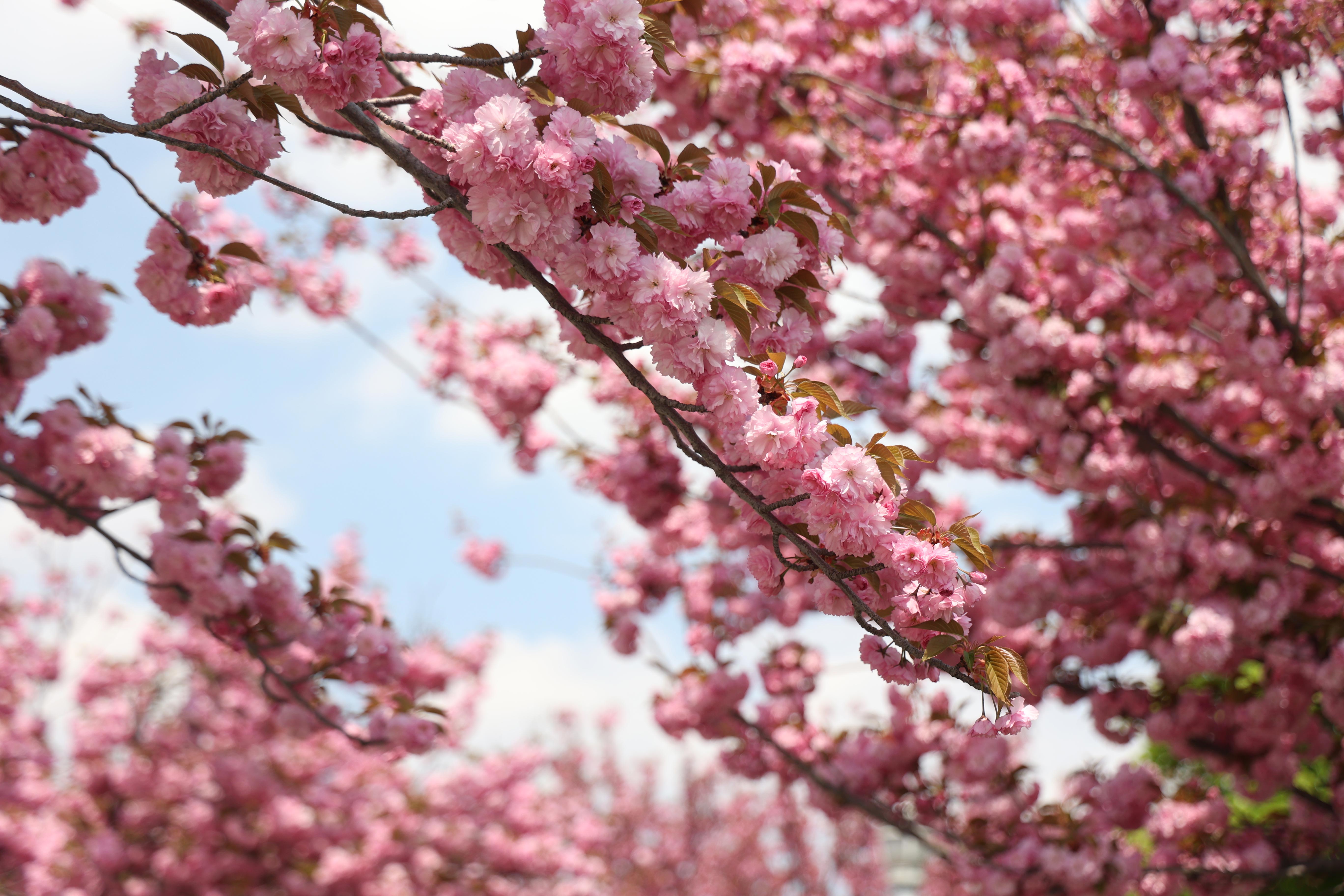 SAKURALAR İÇİN JAPONYA’YA GİTMENİZE GEREK YOK; KONYA’DA SAKURA MEVSİMİ BAŞLADI