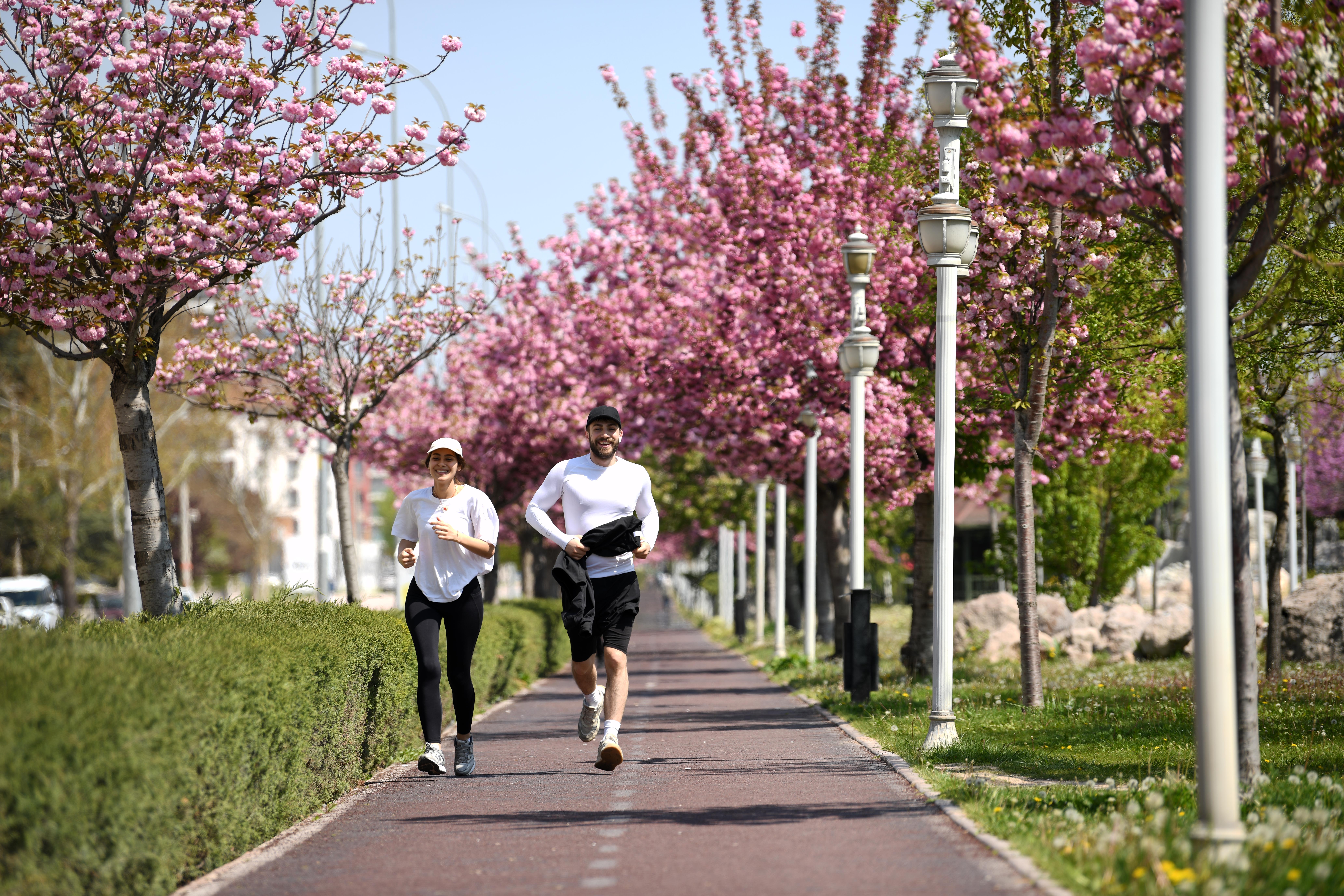 SAKURALAR İÇİN JAPONYA’YA GİTMENİZE GEREK YOK; KONYA’DA SAKURA MEVSİMİ BAŞLADI
