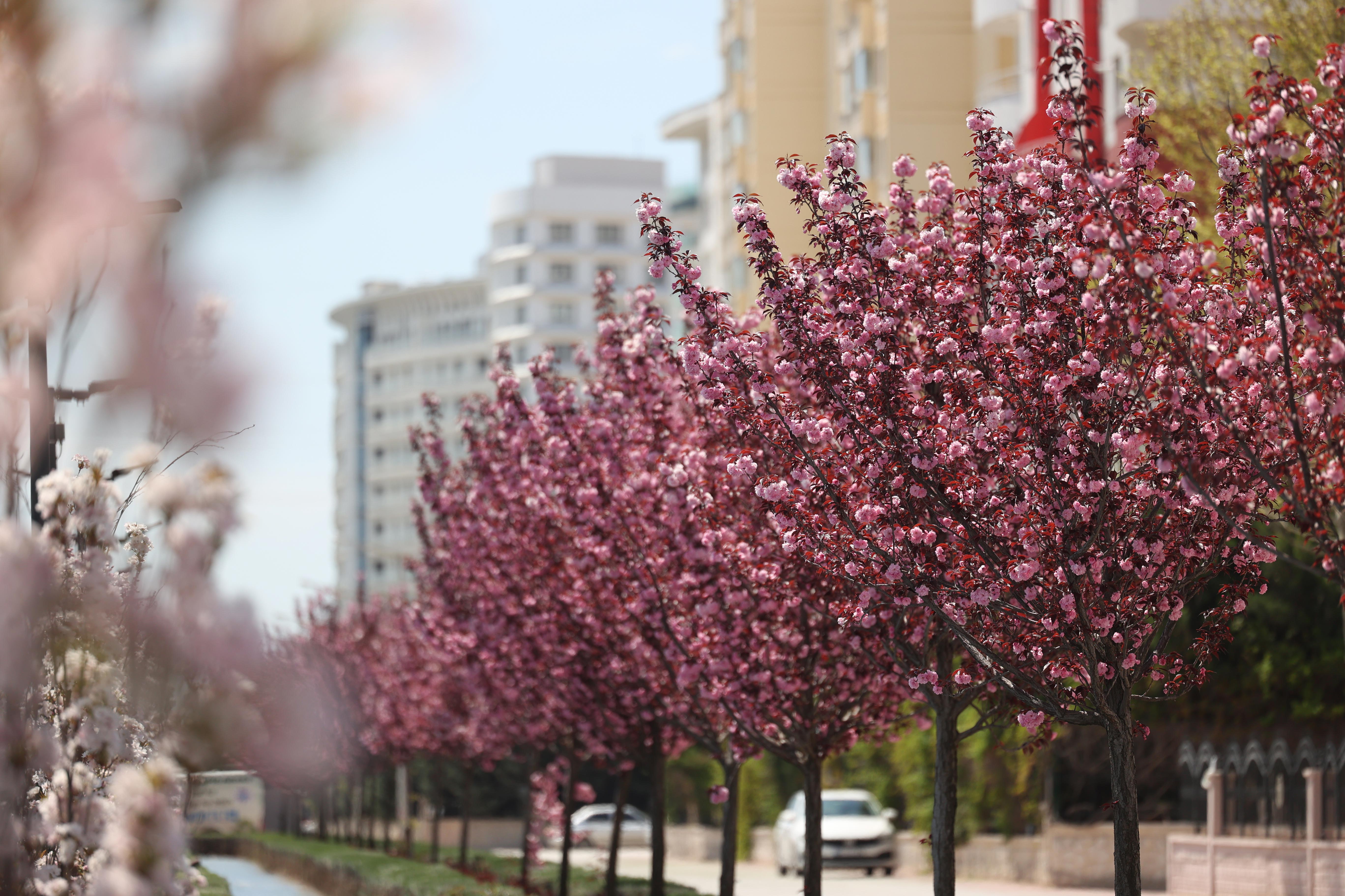 SAKURALAR İÇİN JAPONYA’YA GİTMENİZE GEREK YOK; KONYA’DA SAKURA MEVSİMİ BAŞLADI