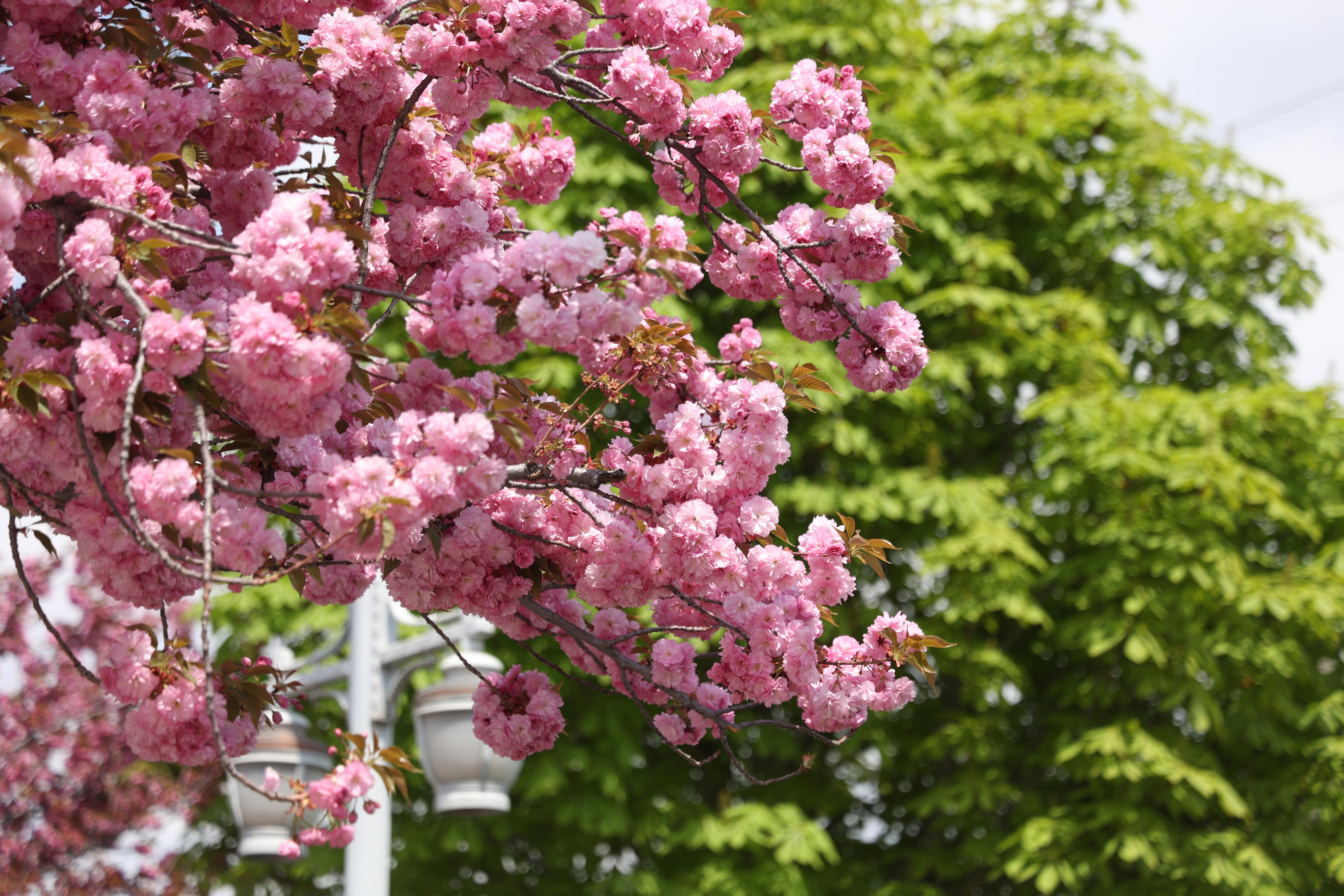 SAKURALAR İÇİN JAPONYA’YA GİTMENİZE GEREK YOK; KONYA’DA SAKURA MEVSİMİ BAŞLADI