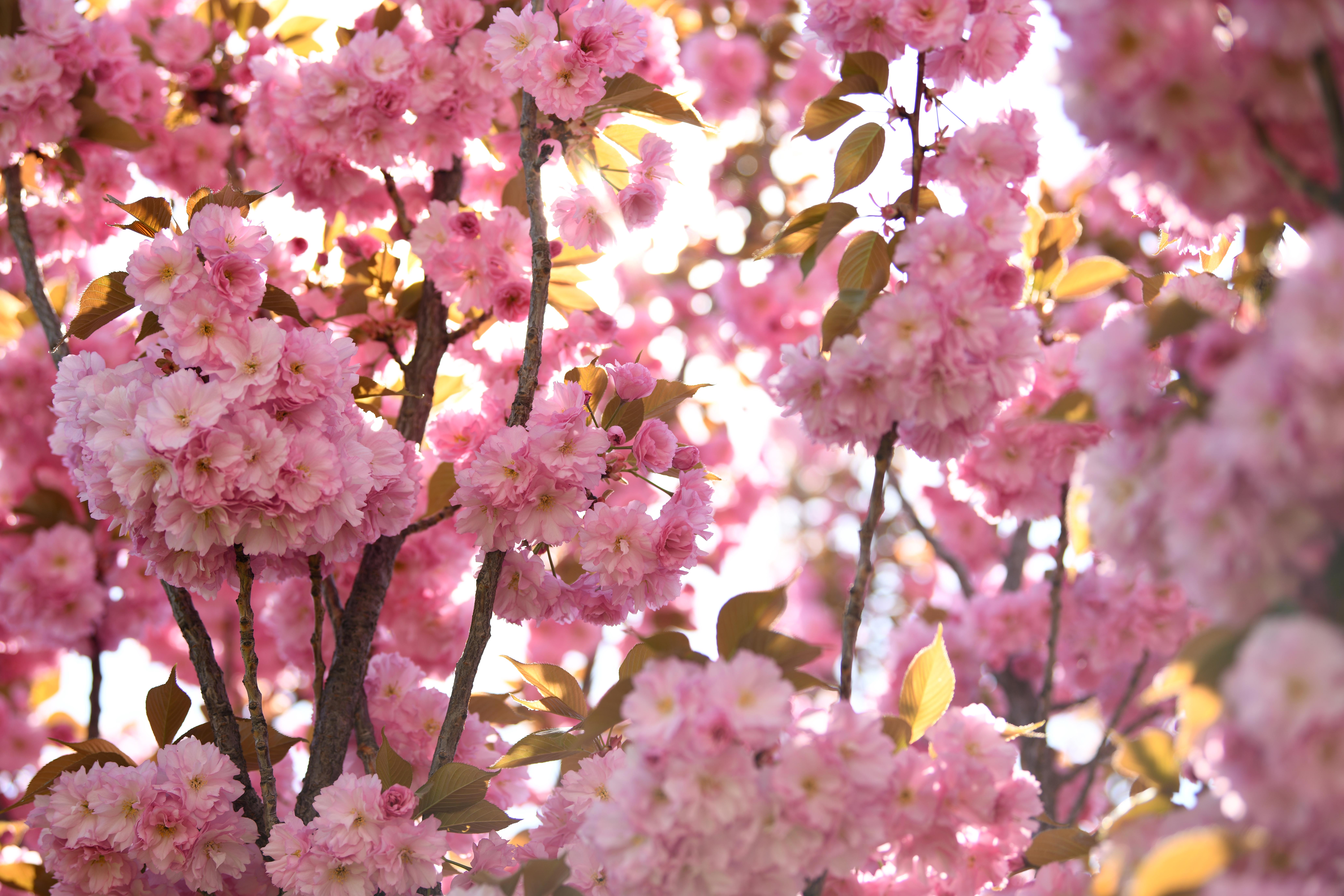 SAKURALAR İÇİN JAPONYA’YA GİTMENİZE GEREK YOK; KONYA’DA SAKURA MEVSİMİ BAŞLADI