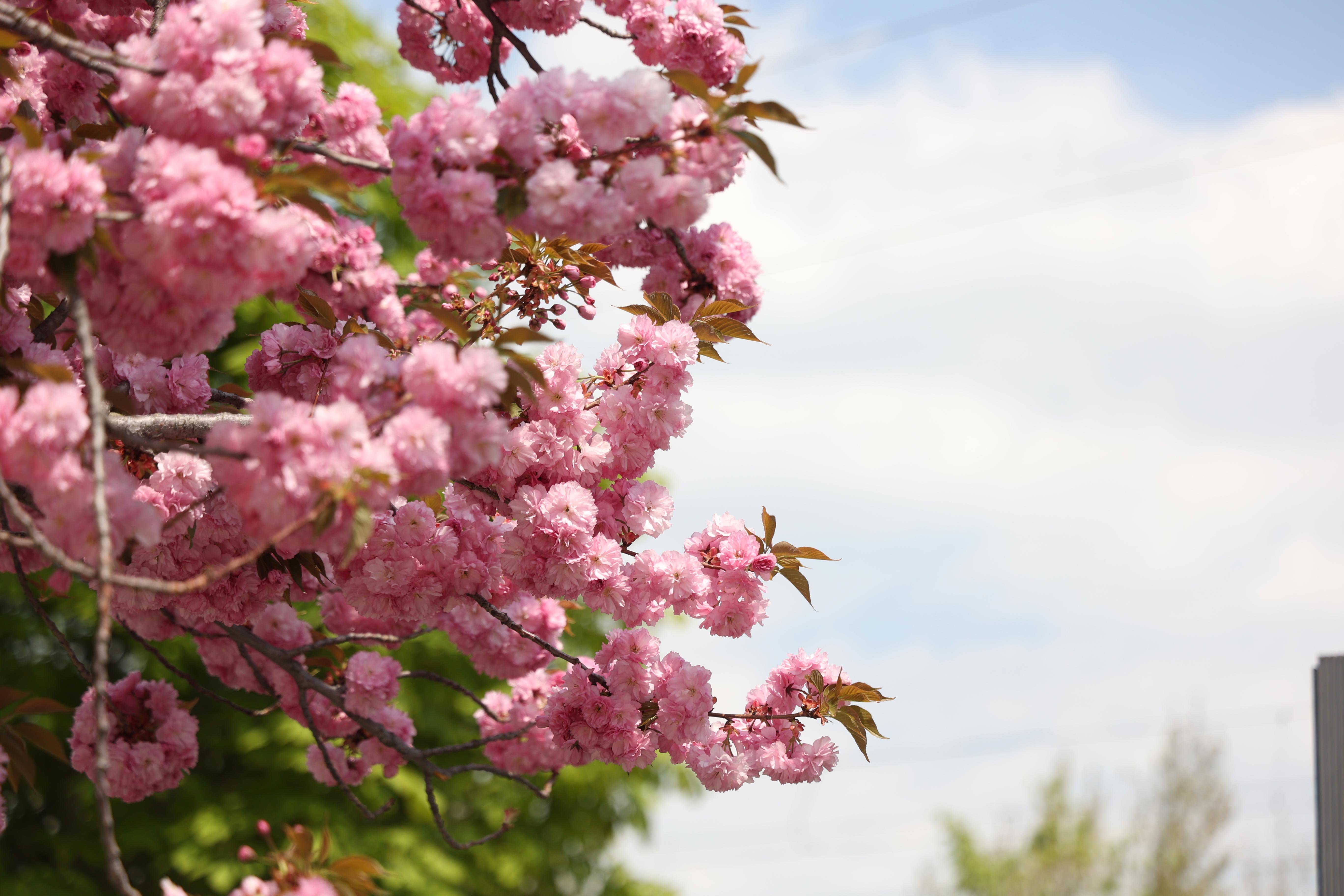 SAKURALAR İÇİN JAPONYA’YA GİTMENİZE GEREK YOK; KONYA’DA SAKURA MEVSİMİ BAŞLADI