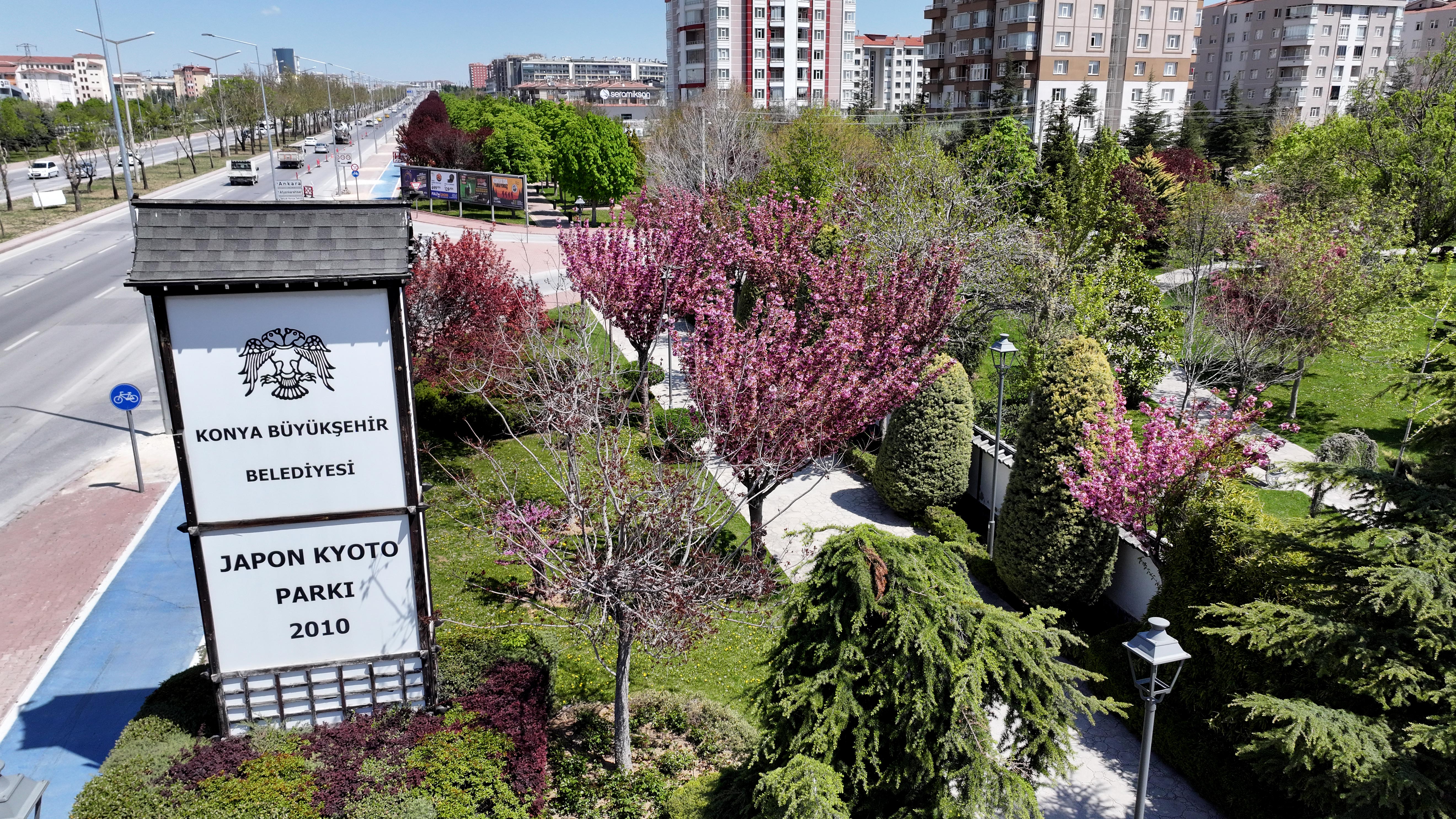 SAKURALAR İÇİN JAPONYA’YA GİTMENİZE GEREK YOK; KONYA’DA SAKURA MEVSİMİ BAŞLADI
