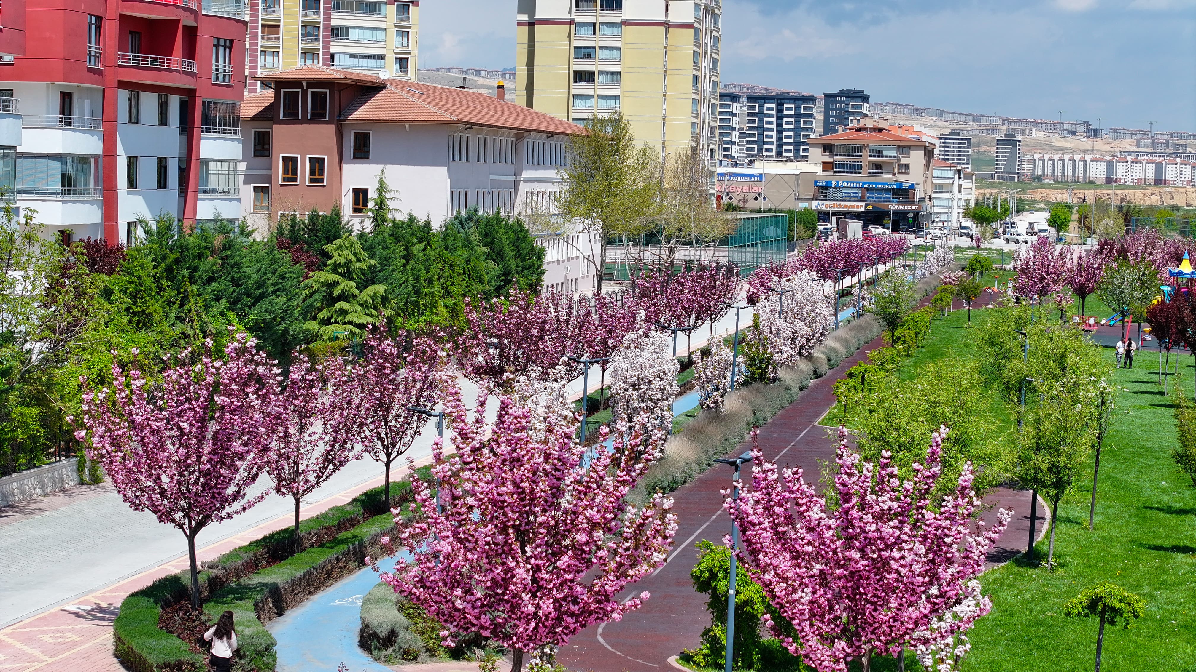 SAKURALAR İÇİN JAPONYA’YA GİTMENİZE GEREK YOK; KONYA’DA SAKURA MEVSİMİ BAŞLADI