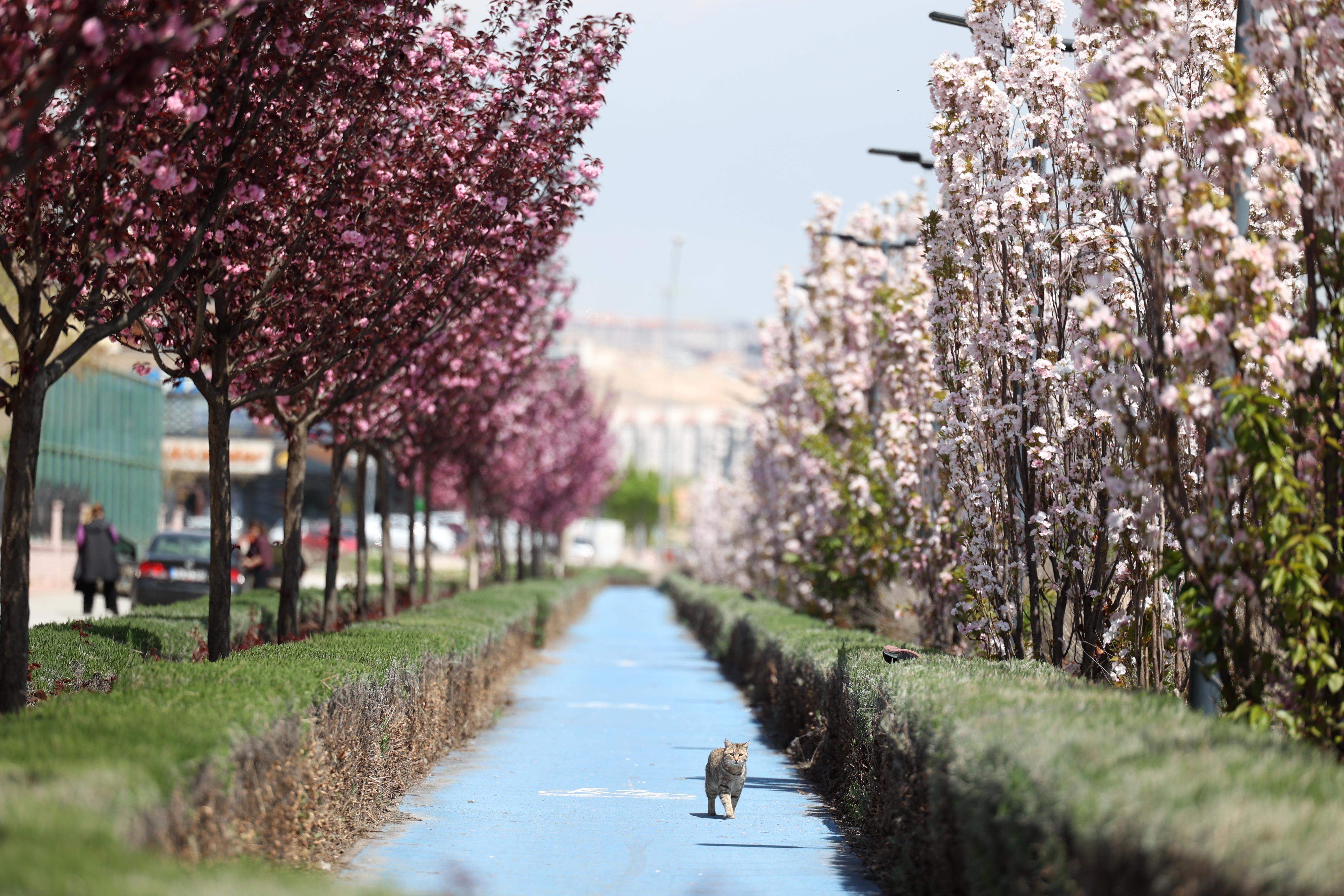 SAKURALAR İÇİN JAPONYA’YA GİTMENİZE GEREK YOK; KONYA’DA SAKURA MEVSİMİ BAŞLADI