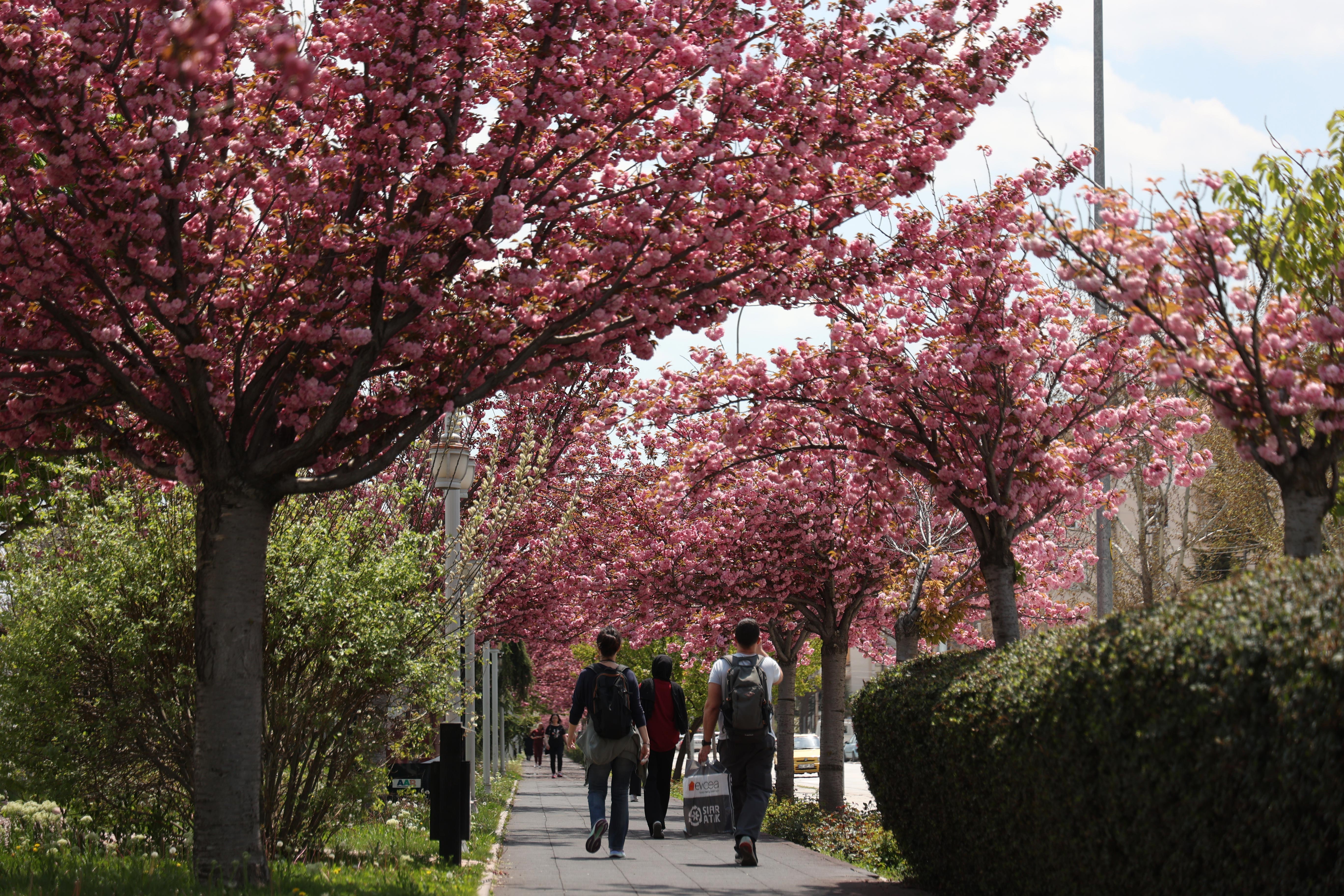 SAKURALAR İÇİN JAPONYA’YA GİTMENİZE GEREK YOK; KONYA’DA SAKURA MEVSİMİ BAŞLADI