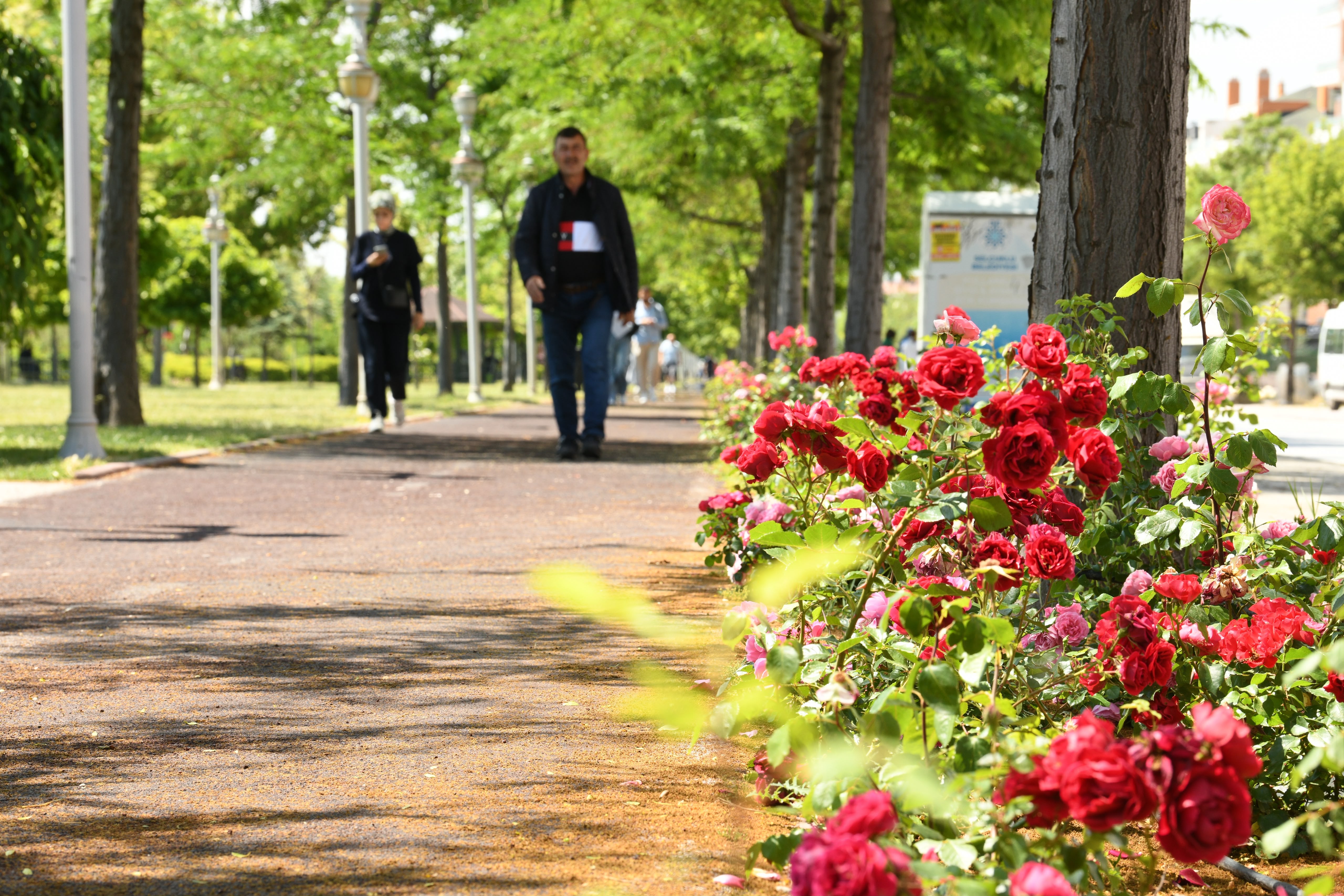 KONYA BÜYÜKŞEHİR’İN ÇİÇEKLERLE BEZEDİĞİ CADDE VE PARKLAR GÖZ KAMAŞTIRIYOR