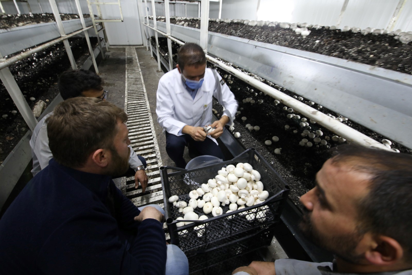 KÜLTÜR MANTARI YETİŞTİRME PROJESİ