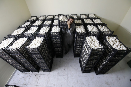 KÜLTÜR MANTARI YETİŞTİRME PROJESİ