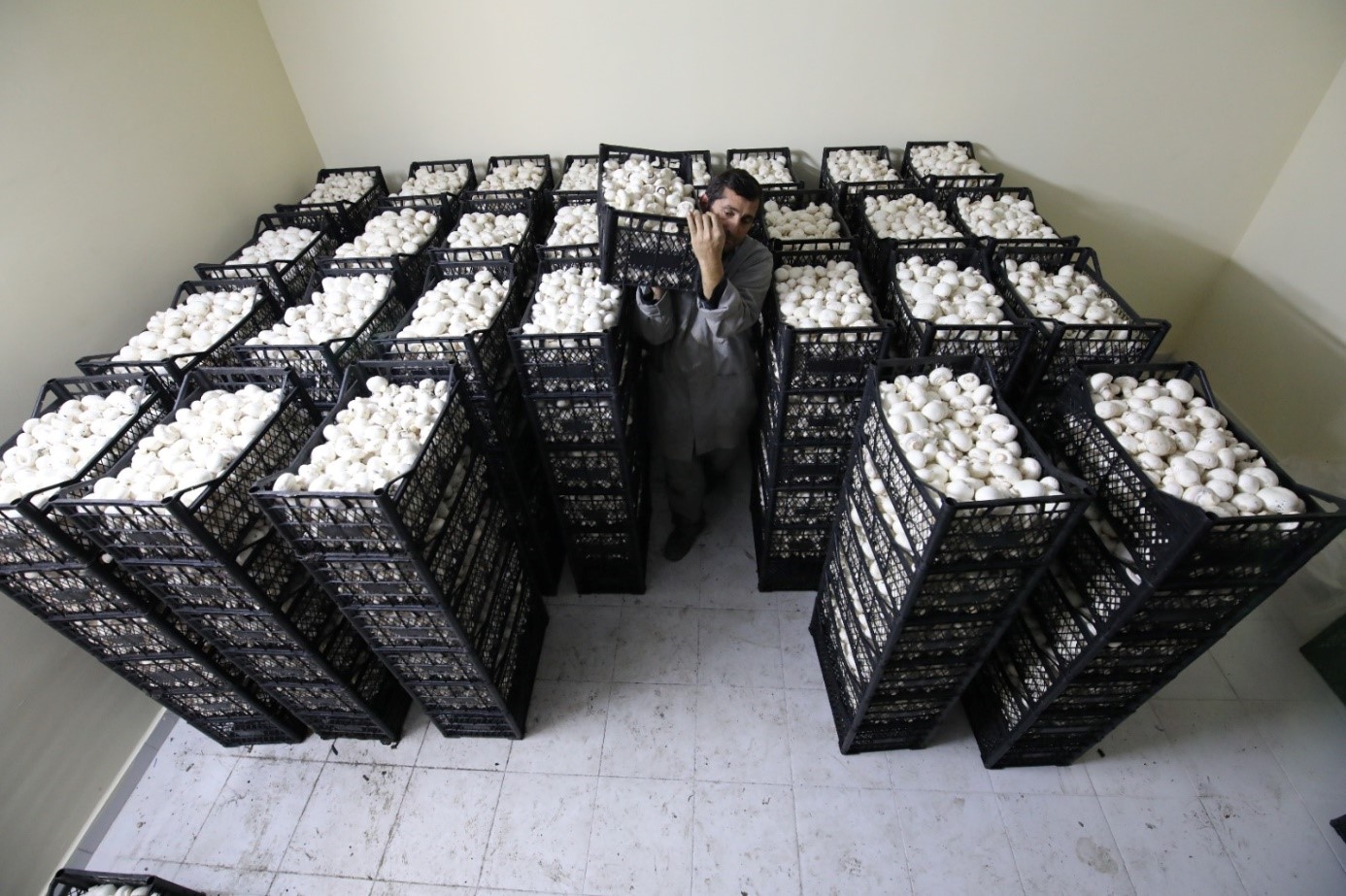 KÜLTÜR MANTARI YETİŞTİRME PROJESİ